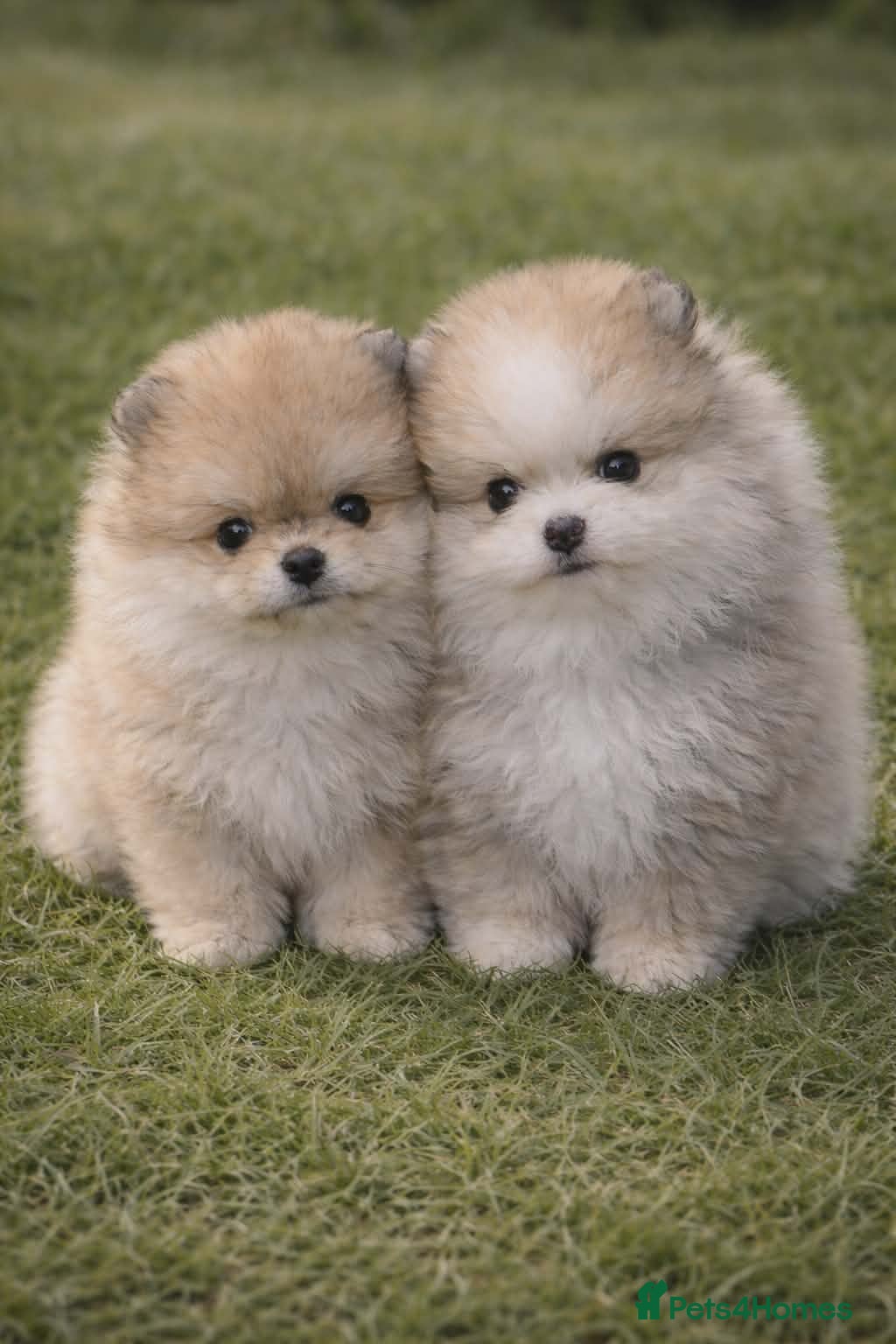 Pomeranian dogs KC Pomeranian puppies, stunning quality 💫 - Advert 8