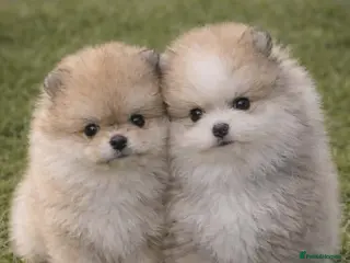 Pomeranian dogs KC Pomeranian puppies, stunning quality 💫 - Advert 1