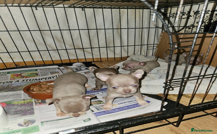 Chihuahua dogs - Advert 8