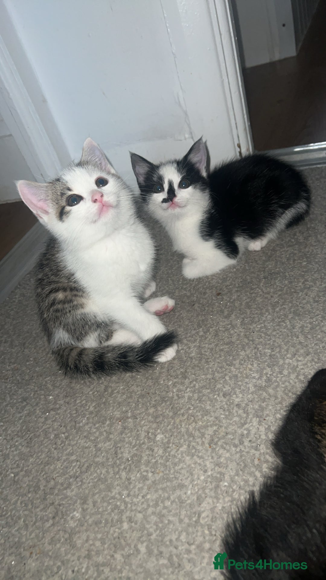 Mixed Breed cats for sale: Kittens  - Advert 1