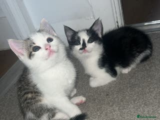 Mixed Breed cats Kittens - Advert 6