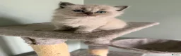 Ragdoll cats for sale: Beautiful Blue-Eyed Ragdoll Kittens - Advert 13
