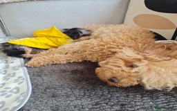 Chipoo dogs for sale: 4  Stunning chipoo puppies  - Image 18