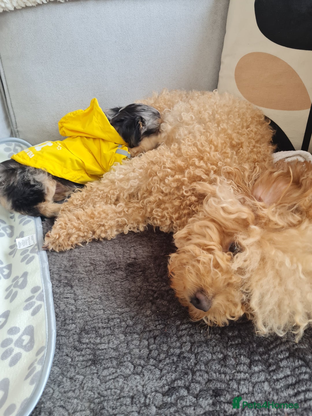 Chipoo dogs for sale: 4  Stunning chipoo puppies  - Image 18