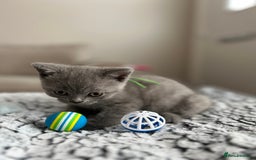 British Shorthair cats for sale: Beautiful British Shorthair Kittens - Image 11