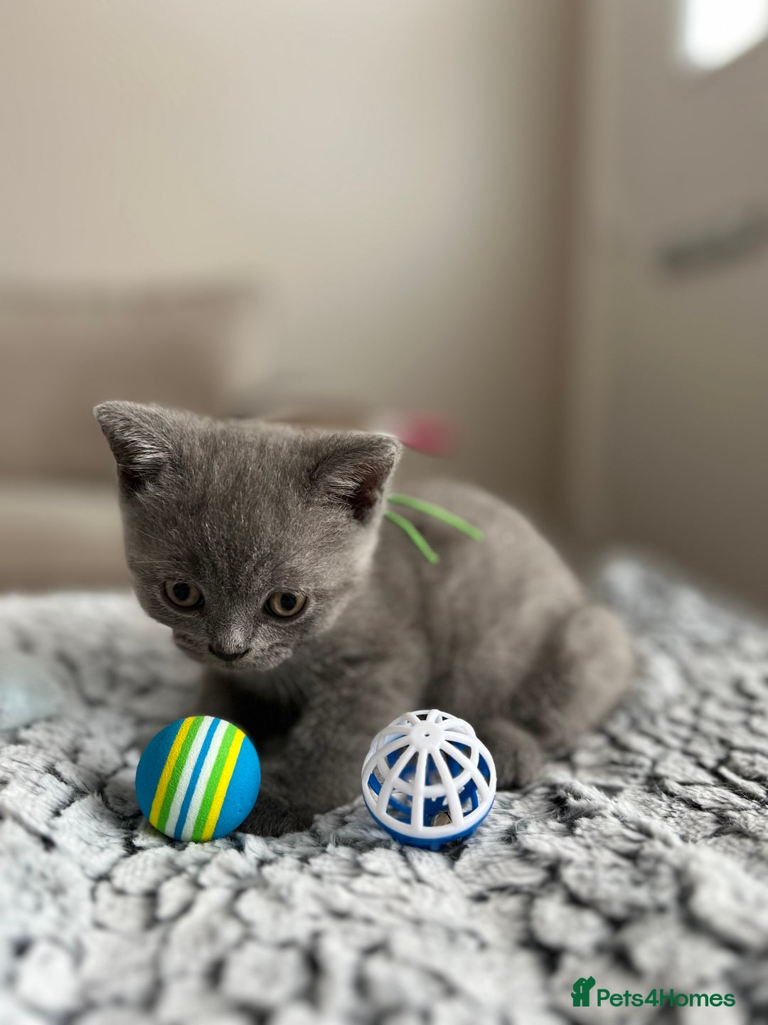 British Shorthair cats for sale: Beautiful British Shorthair Kittens - Image 11