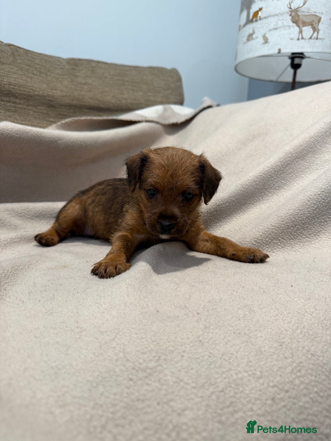 Patterdale Terrier dogs for sale: Patterdale puppies looking for forever homes  - Advert 2