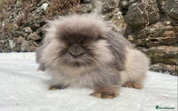 Mini Lop rabbits for sale: 3 pretty does needing new homes - Advert 18