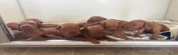 Hungarian Vizsla dogs for sale: 9 KC registered Hungarian Vizla puppies - Advert 26