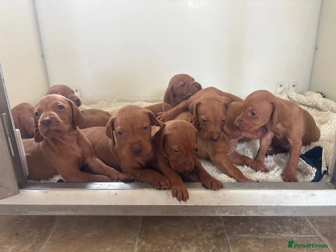 Hungarian Vizsla dogs for sale: 9 KC registered Hungarian Vizla puppies - Advert 26