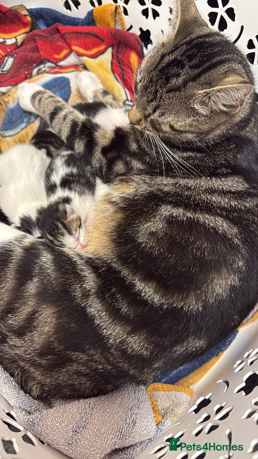 Mixed Breed cats for sale: 3 female and 2 male kittens  - Image 2