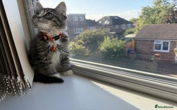 Mixed Breed cats for sale: Adorable Ragdoll and Norwegian Forest Kittens - Image 8