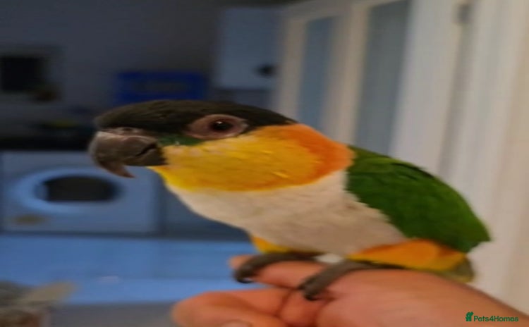 Parrots birds - Advert 9