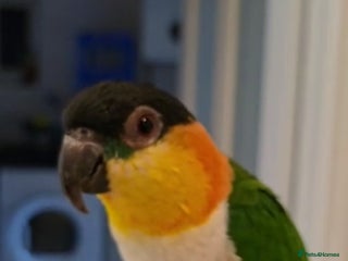 Parrots birds - Advert 11