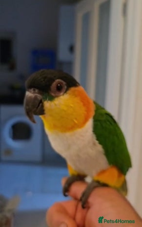 Parrots birds - Advert 1