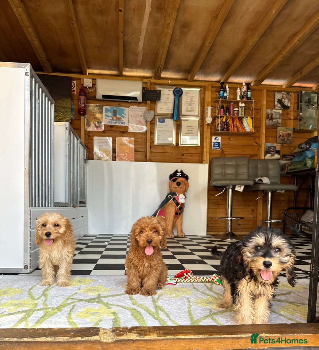 Cockapoo dogs for sale: F1 pra clear Cockapoos (council licensed breeder) - Image 1