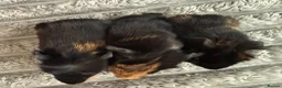 Guinea Pig rodents for sale: Mixed age baby guinea pigs for new home  in Slough - Advert 2