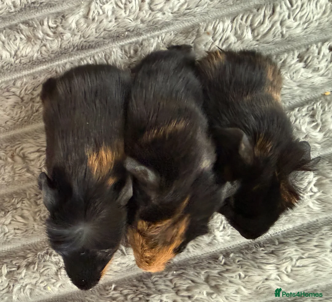 Guinea Pig rodents for sale: Mixed age baby guinea pigs for new home  in Slough - Advert 2