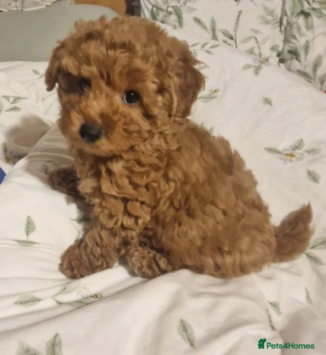 Toy Poodle dogs for sale: Gorgeous Toy Poodle for sale 💖🙃 - Advert 1