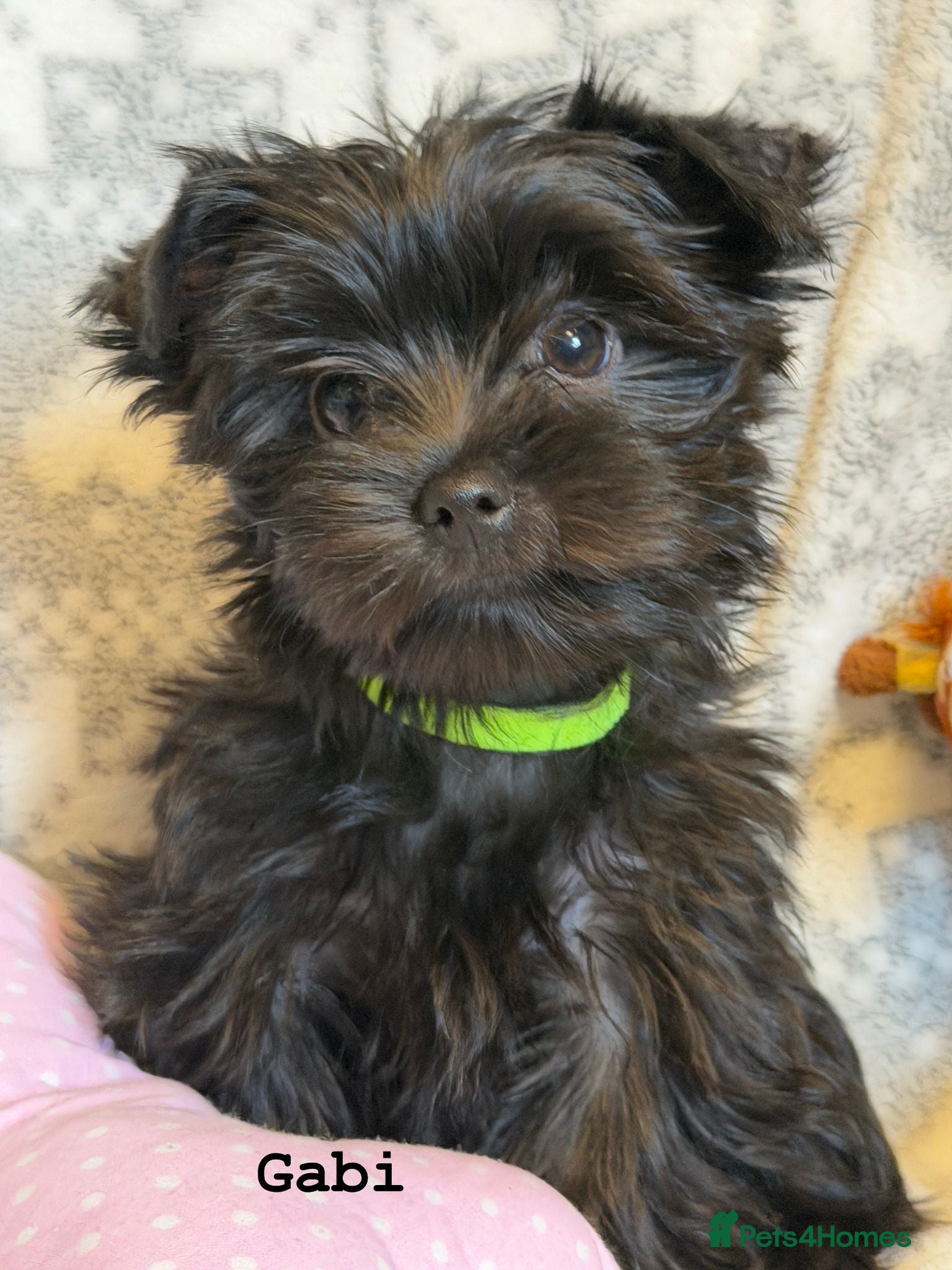 Yorkshire Terrier dogs Girls Yorkshire Terrier Ready Now - Advert 6