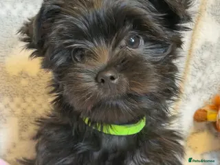 Yorkshire Terrier dogs Girls Yorkshire Terrier Ready Now - Advert 6