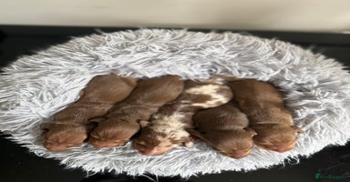 Miniature Dachshund dogs - Advert 1