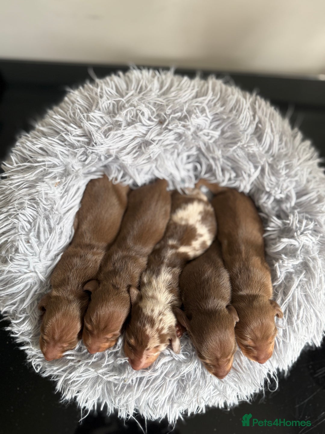 Miniature Dachshund dogs for sale: KC Mini Dachshunds (short hair)  - Image 2