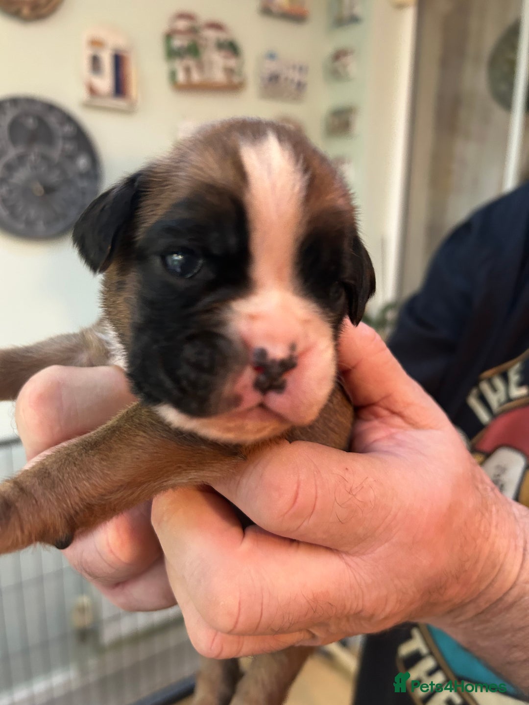 Boxer dogs for sale: Adorable BOXER puppies - Advert 14