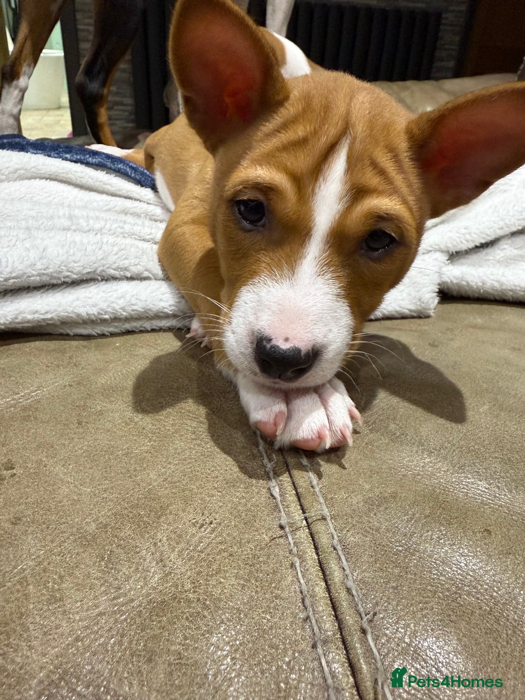 Basenji dogs for sale: Basenji Puppies looking for a new forever home - Image 4