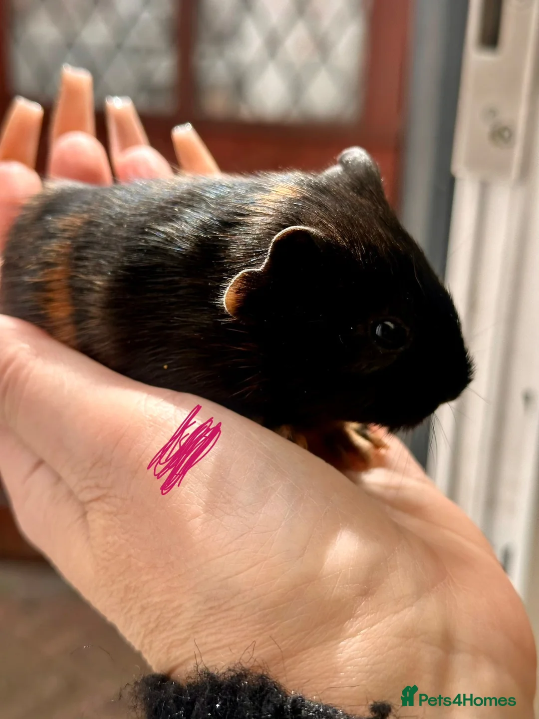 Guinea Pig rodents for sale: Gorgeous baby Guineapigs  - Advert 10