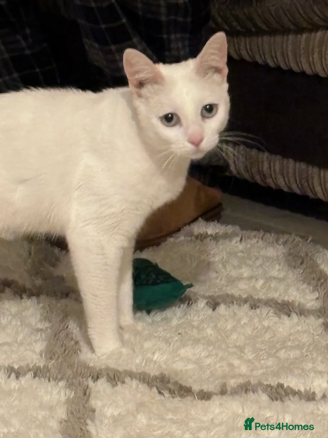 Mixed Breed cats for sale: Daisy- 18 months  - Advert 1