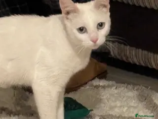 Mixed Breed cats Daisy- 18 months - Advert 1