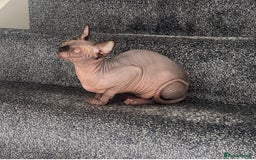 Sphynx cats for sale: TICA ACTIVE SPHYNX pet or breeding - Image 5