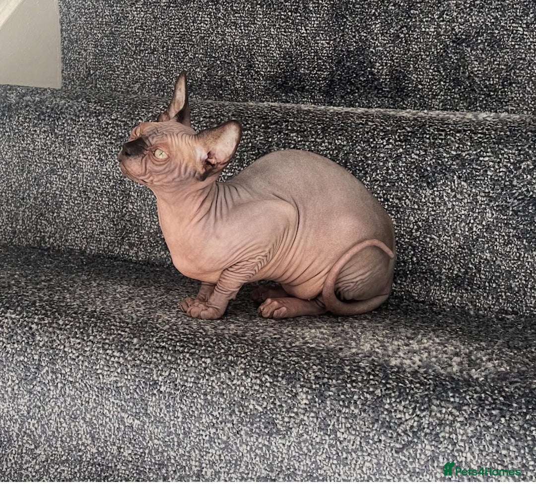 Sphynx cats for sale: TICA ACTIVE SPHYNX pet or breeding - Image 5