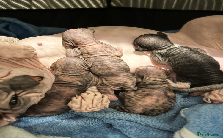 Sphynx cats in Гримсби - Advert 4