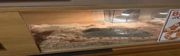 Corn Snake reptiles for sale: Sandy - Corn Snake in Carmarthen - Advert 9