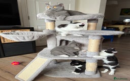 Mixed Breed cats for sale: British shorthair 5 mix kittens  - Image 1