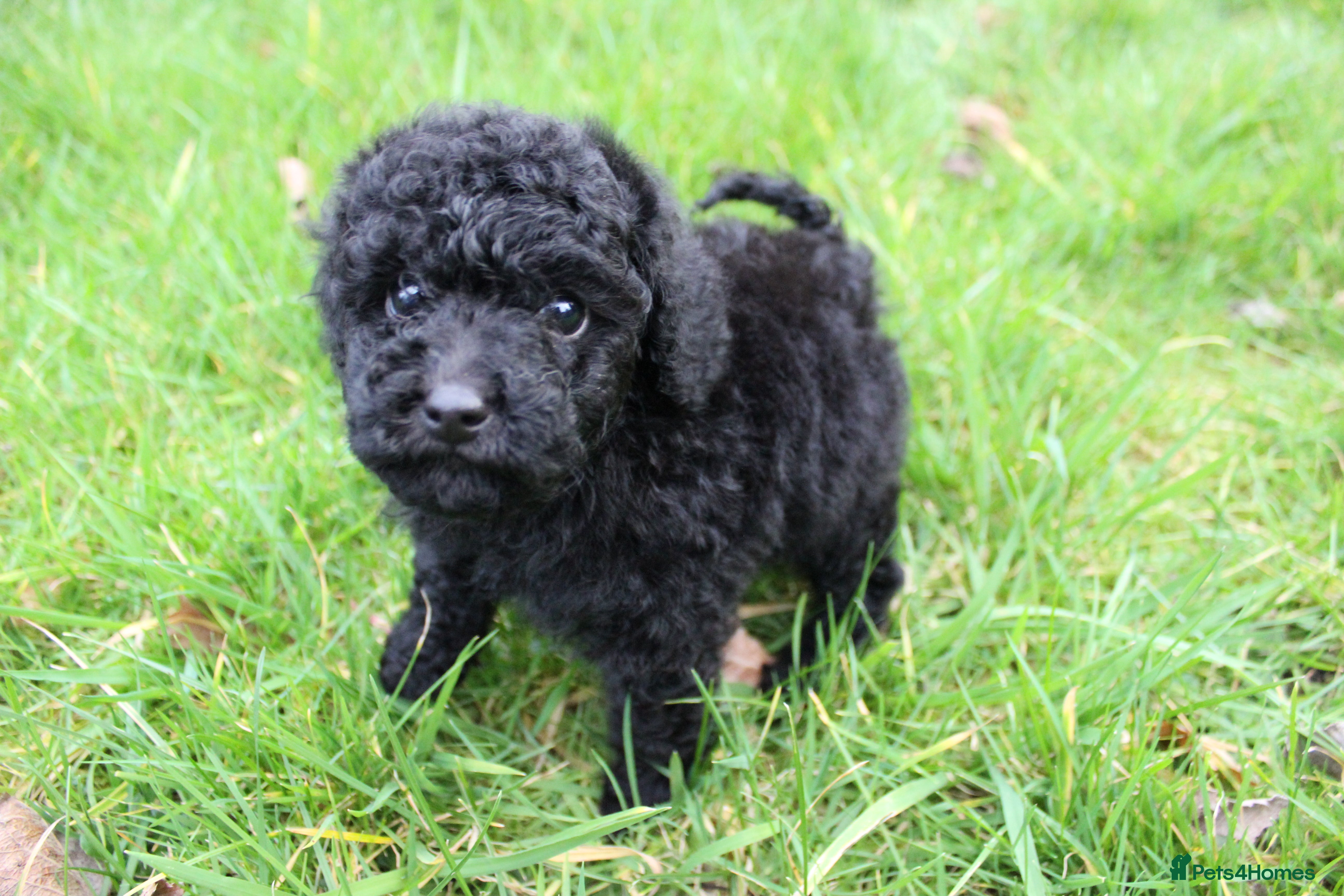 Toy Poodle dogs ⭐Quality KC Toy Poodle Pups⭐ - Advert 3