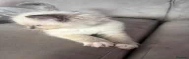 Ragdoll 1