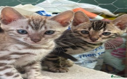 Bengal cats for sale: Bengal kittens ready now boys and girls  - Image 4