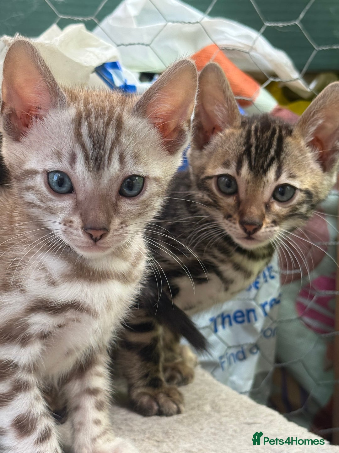 Bengal cats for sale: Bengal kittens ready now boys and girls  - Image 4