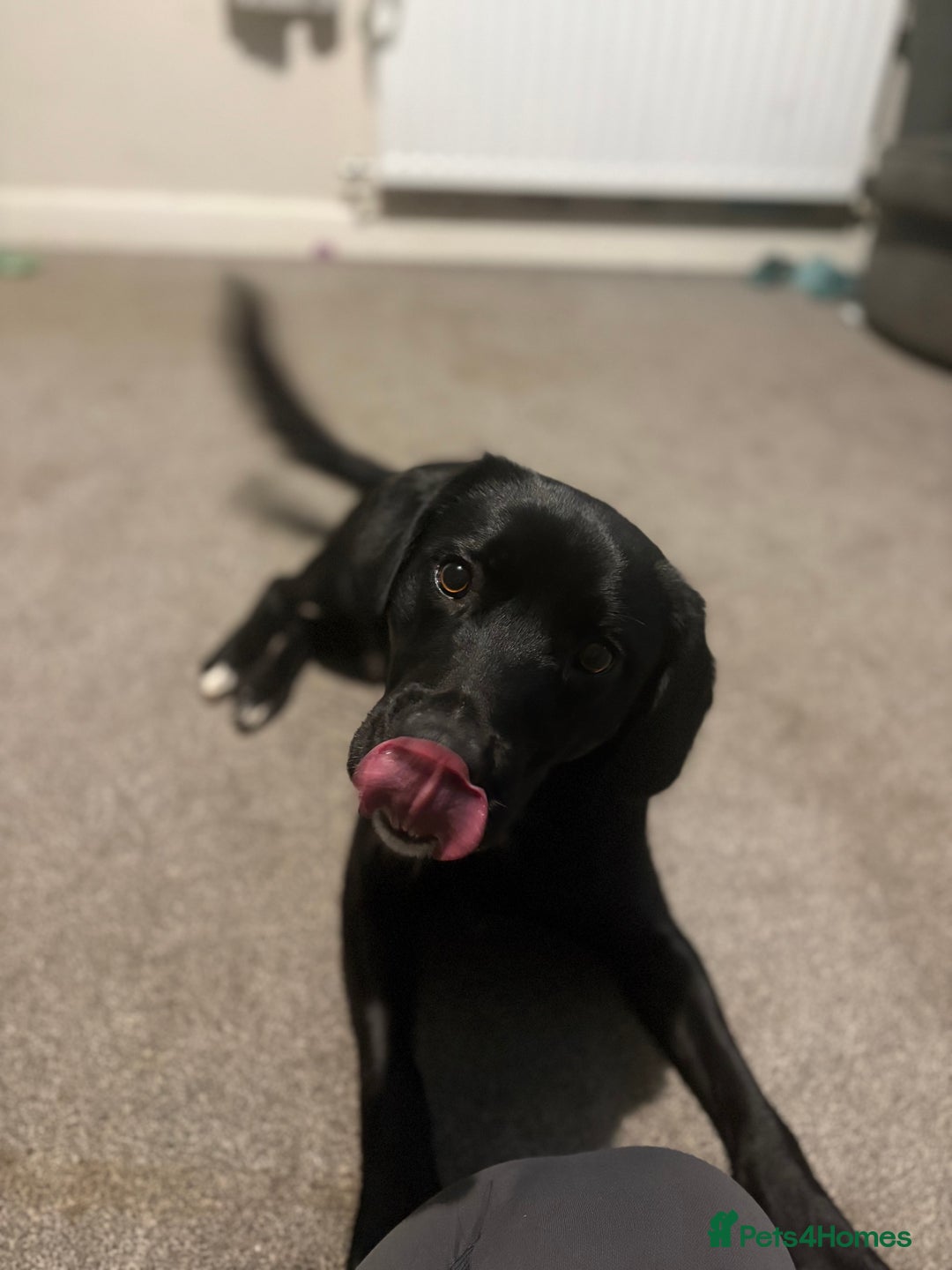 Borador dogs for sale: Barney  - Advert 3