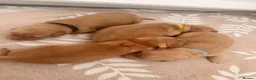 Golden Retriever dogs for sale: Perfect Golden Retriever Litter - Advert 4