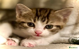Mixed Breed cats for sale: 4 gorgeous tabby kittens - Image 34