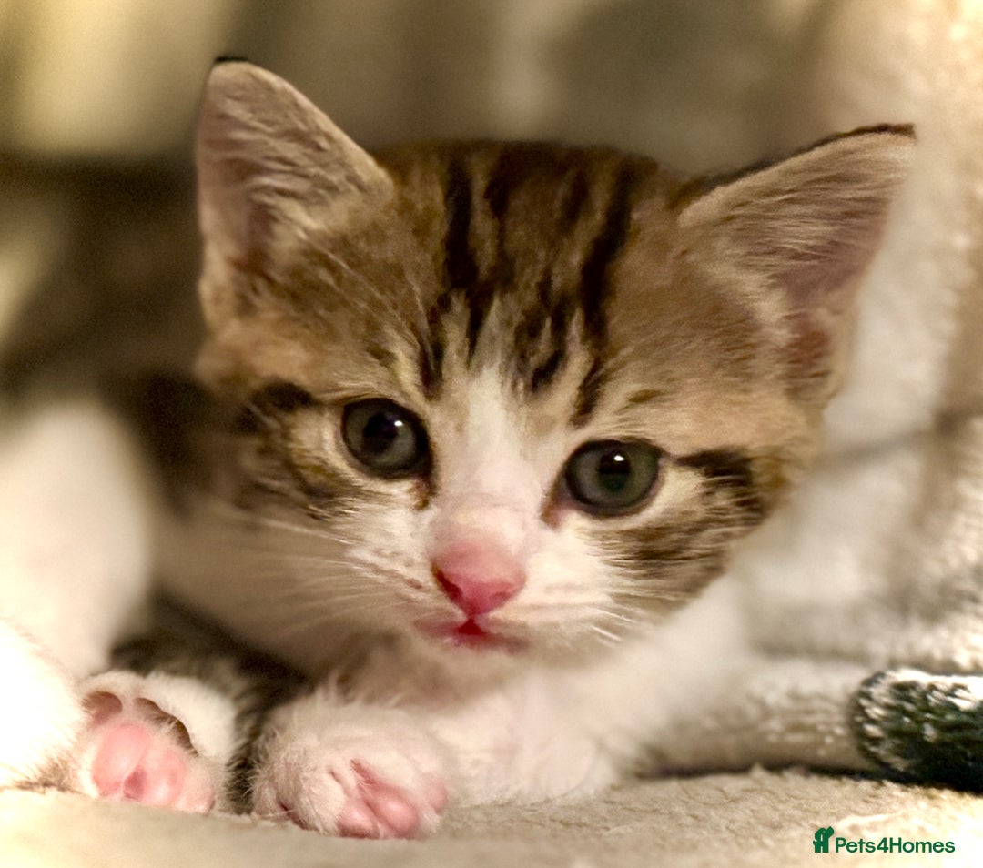 Mixed Breed cats for sale: 4 gorgeous tabby kittens - Image 34