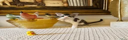 Devon Rex cats for sale: Superb quality Devon Babies TICA Registered  - Advert 17