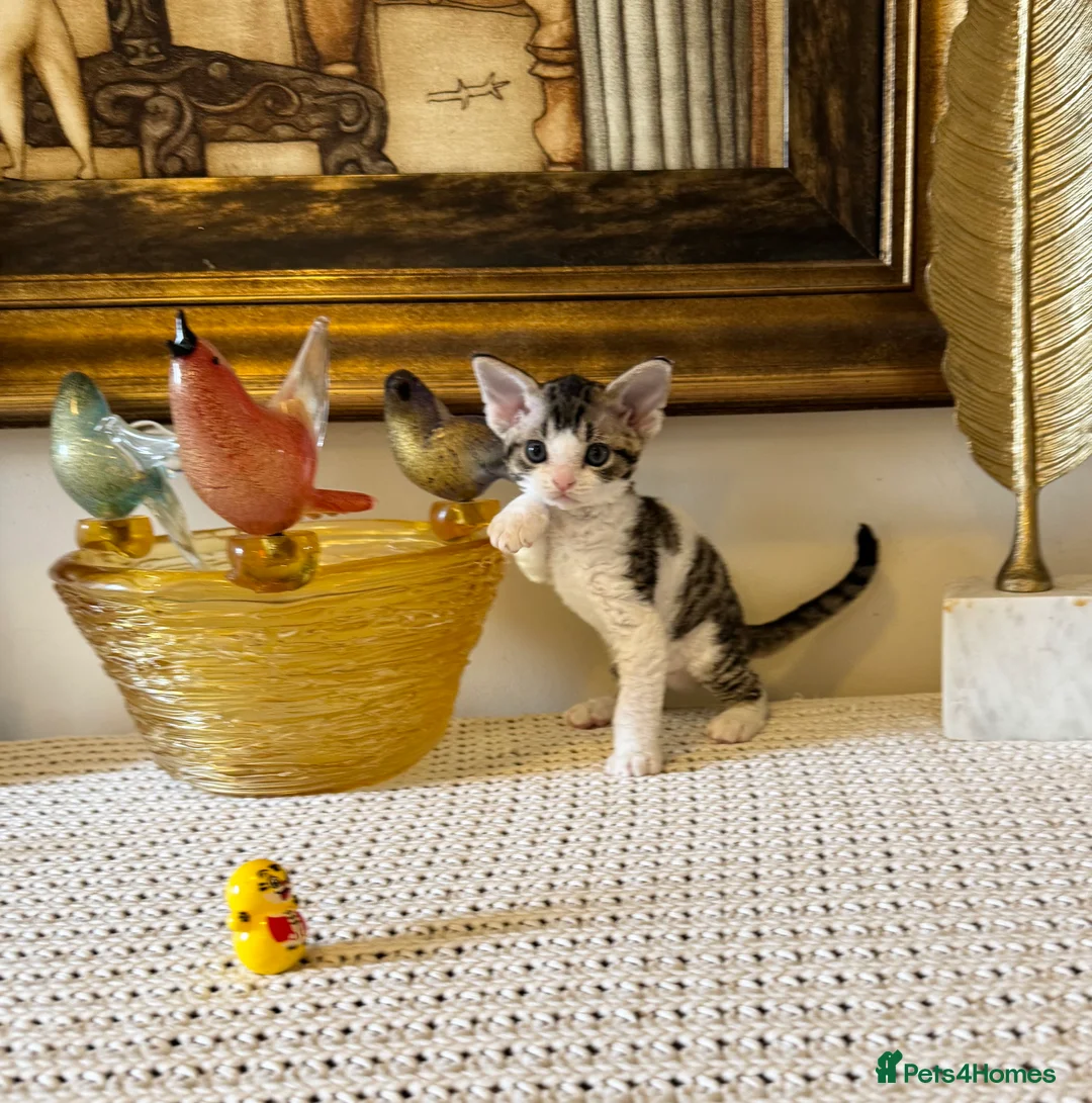 Devon Rex cats for sale: Superb quality Devon Babies TICA Registered  - Advert 17