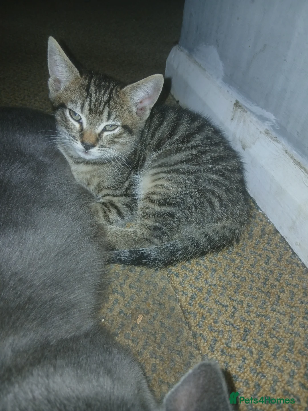 Mixed Breed cats for sale: Grey tabby kitten in Great Yarmouth - Advert 1