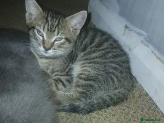 Mixed Breed cats Grey tabby kitten - Advert 1
