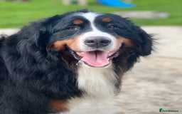 Bernese Mountain Dog dogs for sale: Kc registered Bernese mountain dog puppies - Image 5